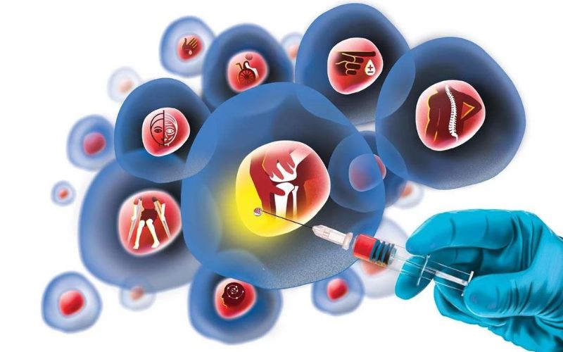 Tế bào gốc được chia thành nhiều loại tùy theo khả năng biệt hóa của chúng