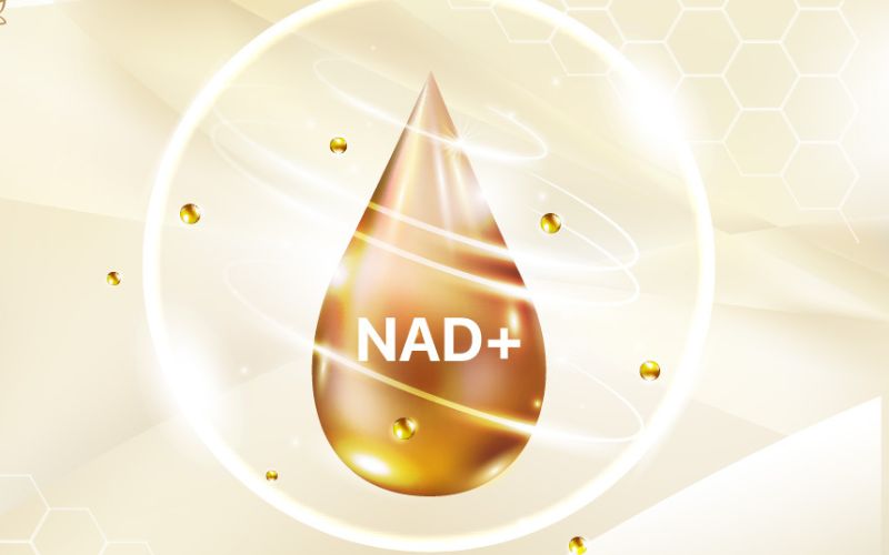 Cơ chế đảo ngược lão hoá khi bổ sung NMN