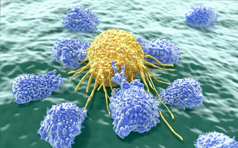 Quá trình hình thành và phát triển tế bào NK