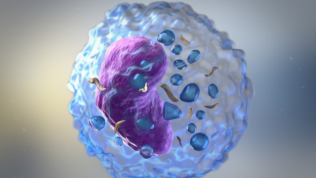 Tế nào NK có 2 cơ chế hoạt động chính