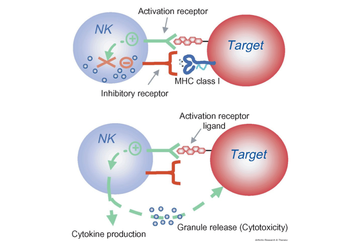 Tế bào NK còn có thể nhắm mục tiêu và tiêu diệt các tế bào ung thư