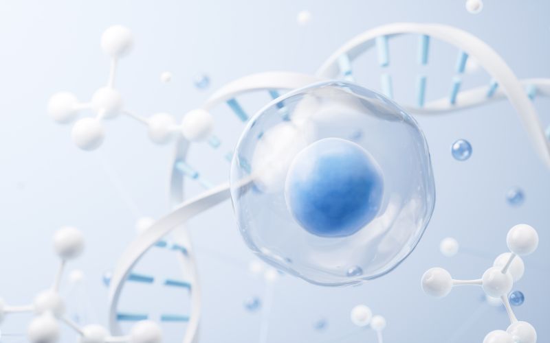 Các loại tế bào gốc có khả năng tự tái tạo không ngừng, giúp cơ thể chúng ta duy trì và phục hồi