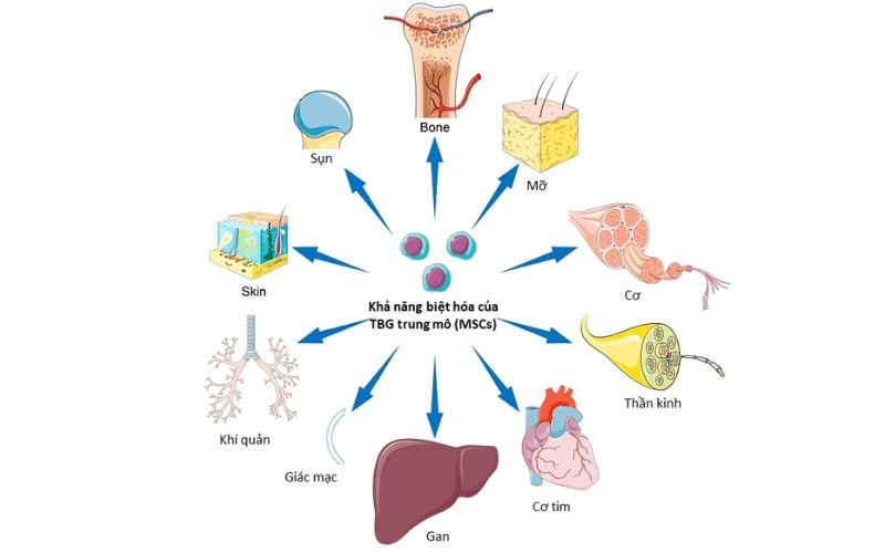 Công nghệ tế bào gốc bắt nguồn từ những nghiên cứu đầu tiên về khả năng tự tái tạo và phân hóa của tế bào gốc.
