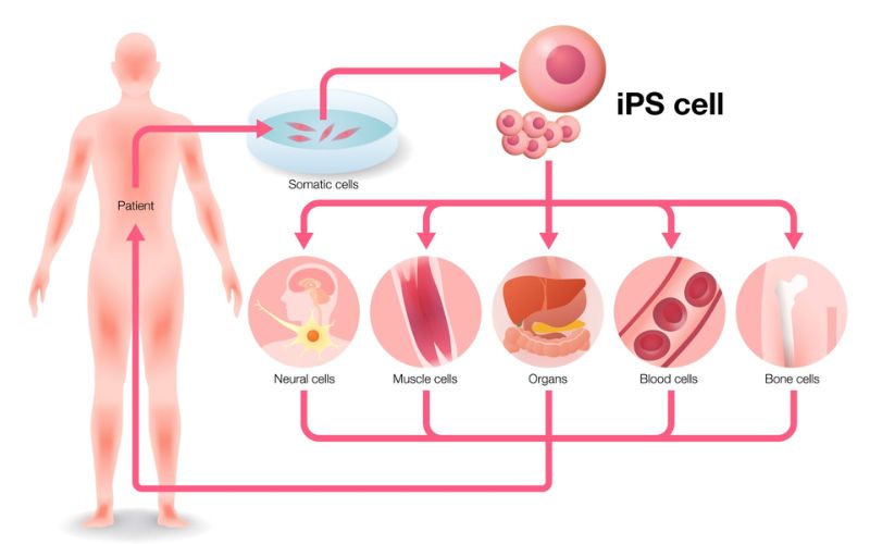 Dịch vụ tế bào gốc giúp phục hồi và cải thiện sức khoẻ