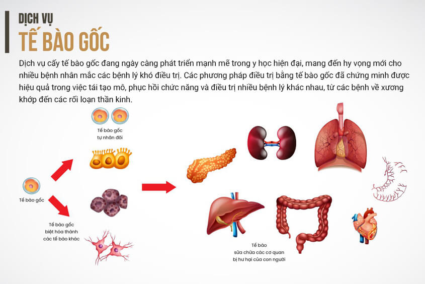 Các loại dịch vụ tế bào gốc