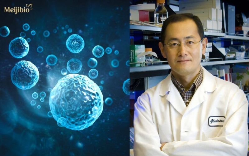 Liệu pháp tế bào gốc Nhật Bản - nền tảng của y học tiên tiến