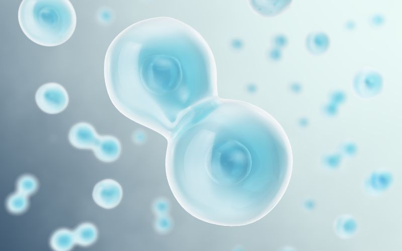 Cơ chế hoạt động dịch vụ tế bào gốc là gì? Dựa trên khả năng tăng sinh tế bào?