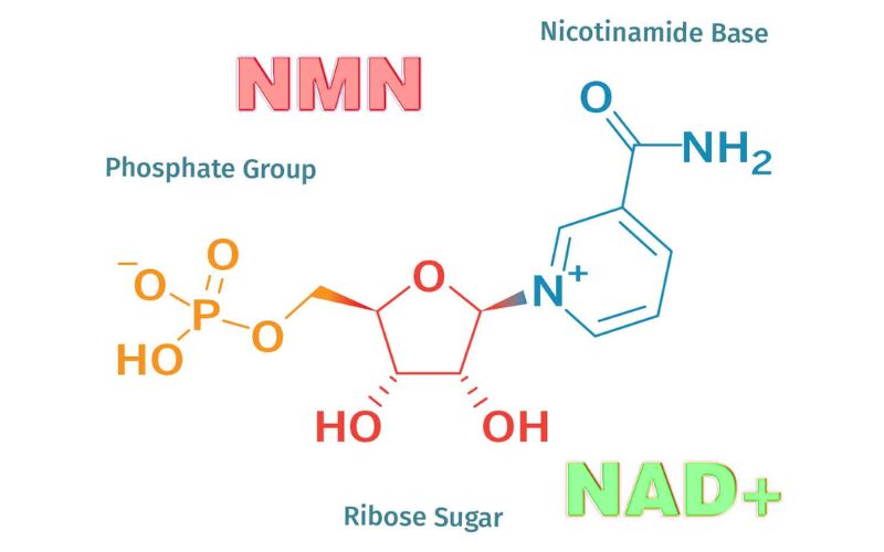 Cơ chế hoạt động của Gen Sirtuin chống lão hoá, kéo dài tuổi thọ