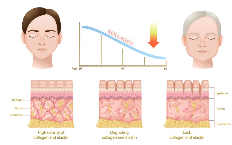 ​​Từ 25 tuổi trở đi, làn da bắt đầu mất đi 1% lượng collagen mỗi năm, dẫn đến sự suy giảm độ đàn hồi