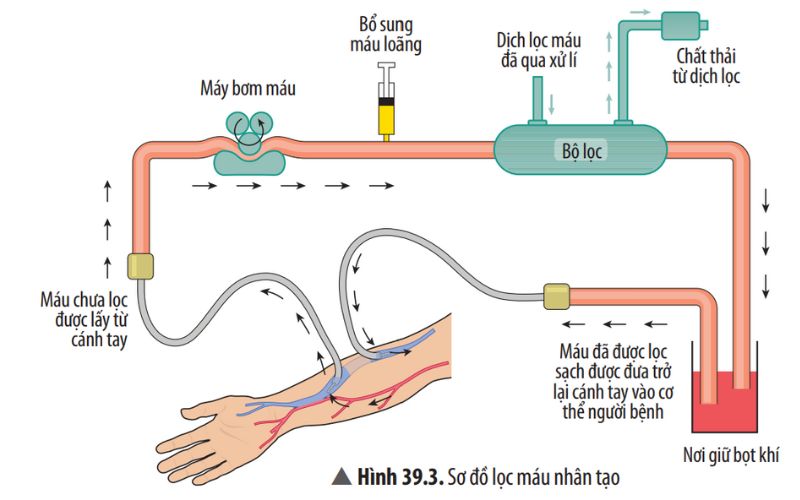 dich-vu-loc-mau-dinh-ky-cho-nguoi-gia