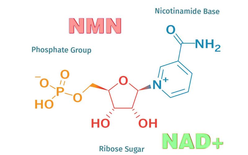 NMN cải thiện tuổi thọ  là hoạt chất đặc biệt được xem như “chìa khóa vàng” trong việc chống lão hóa và duy trì sức khỏe