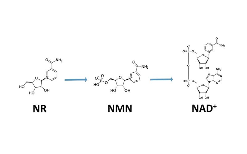 NMN hỗ trợ miễn dịch đóng vai trò quan trọng trong nhiều chức năng sinh lý
