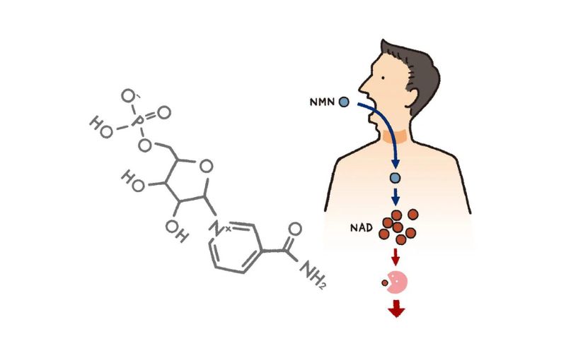 Cơ chế tác động của NMN hỗ trợ hệ miễn dịch