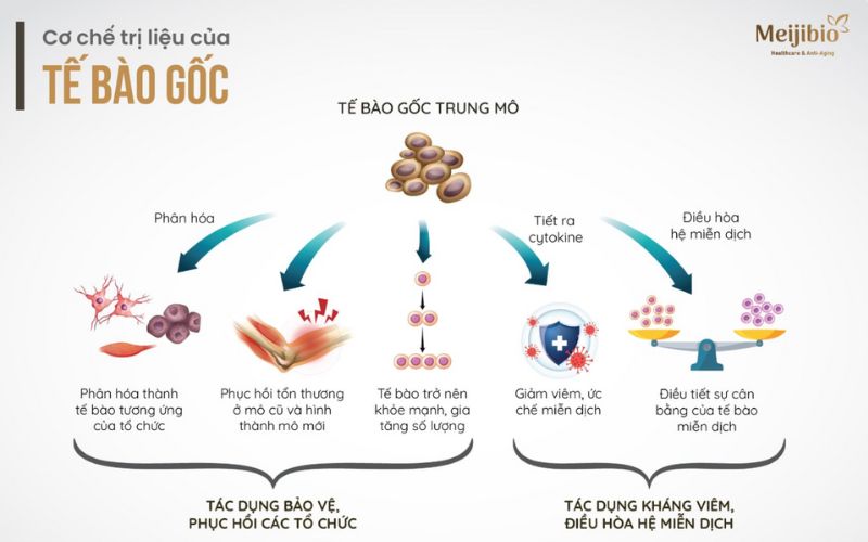 Cơ chế trị liệu của liệu pháp tế bào gốc Nhật Bản hiện đại