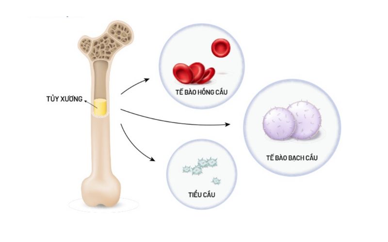 Tế bào gốc tạo máu trong tủy xương đỏ phát triển thành ba loại tế bào máu quan trọng
