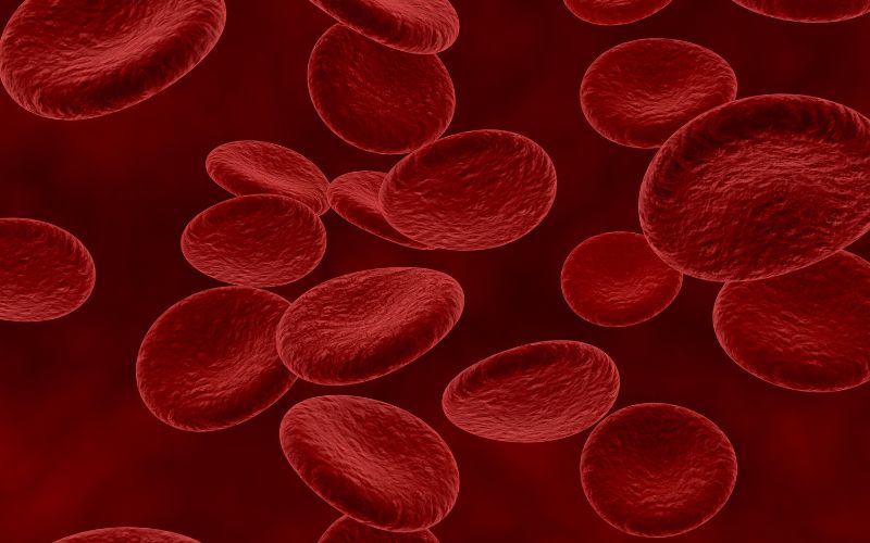 Sự biệt hóa của các tế bào gốc tạo máu tạo ra các tế bào hồng cầu, tiểu cầu và bạch cầu