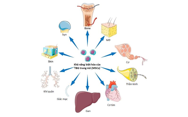Tế bào gốc trung mô dây rốn có khả năng biệt hóa linh hoạt