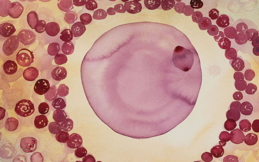 Tế bào gốc trung mô là gì?