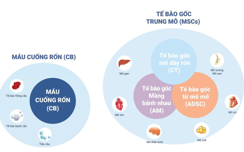 tế bào gốc trung mô quấn rốn
