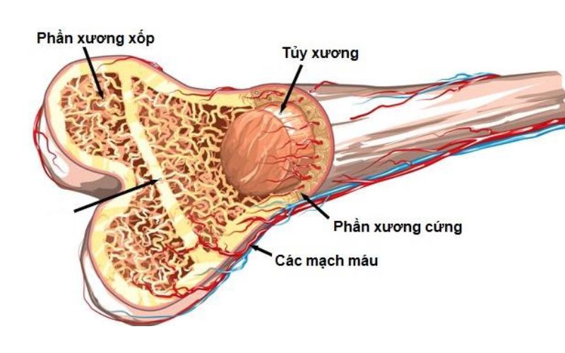 Tế bào gốc tự thân từ tủy xương thường được sử dụng để điều trị nhiều bệnh lý liên quan
