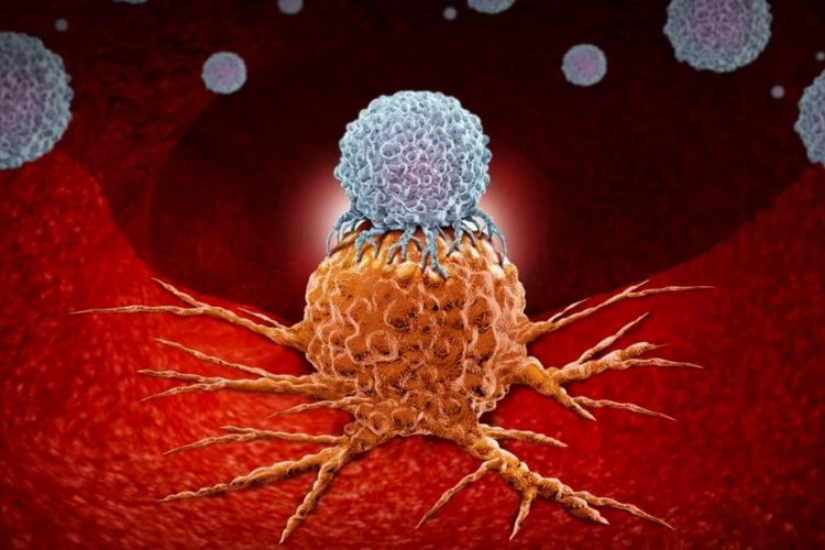 Hỗ trợ giải phóng granzyme