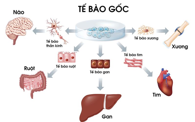Liệu pháp tế bào gốc mang lại hiệu quả cải thiện tiểu đường gây mất ngủ ấn tượng