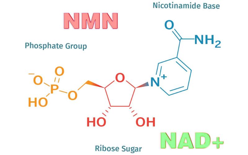 NMN là tiền chất của NAD+ (Nicotinamide Adenine Dinucleotide), một coenzyme thiết yếu chuyển hóa năng lượng tế bào