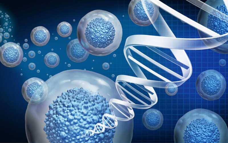 tế bào gốc phôi thai