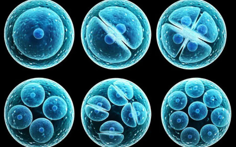 tế bào gốc phôi thai