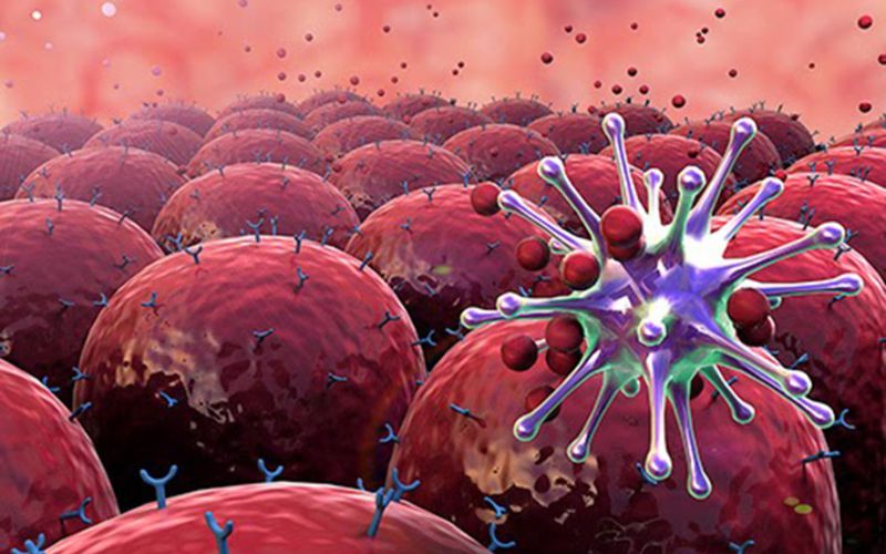 Vai trò của tế bào NK